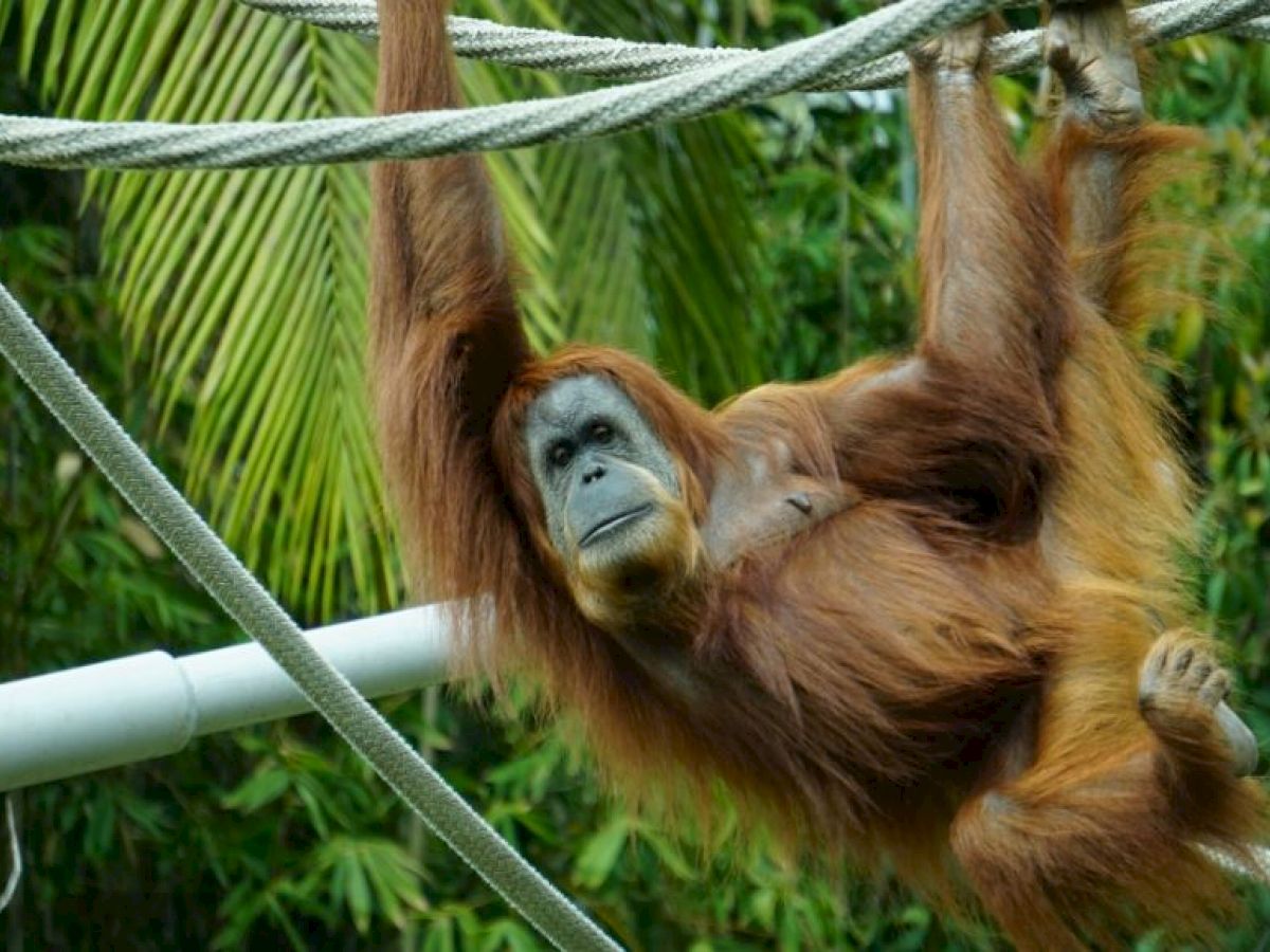 orangutan swinging