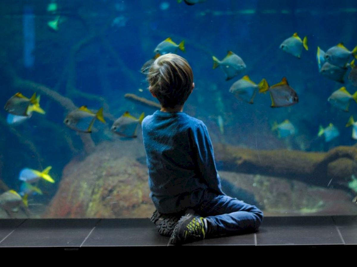 child looking at fish
