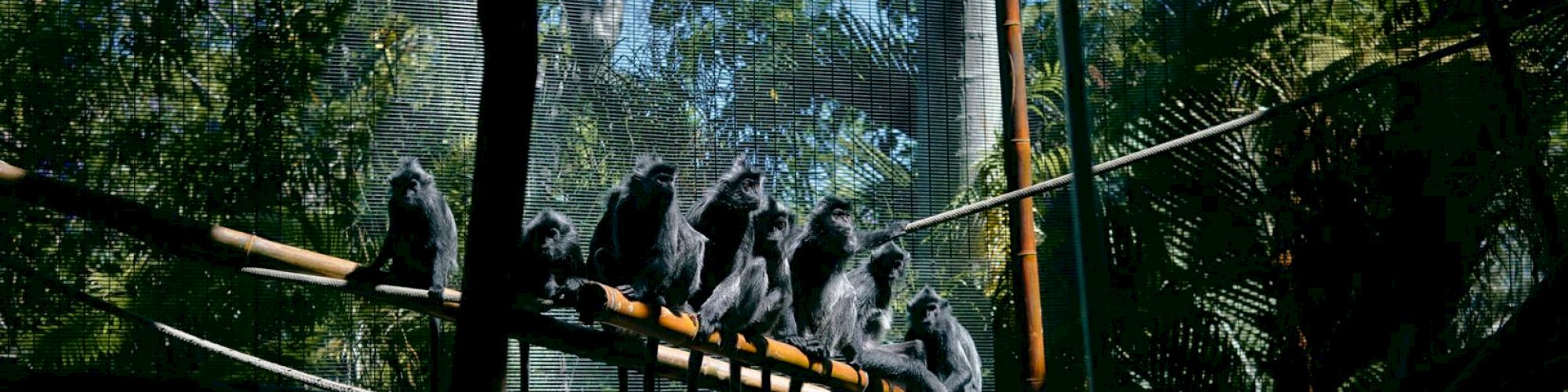 animals in zoo