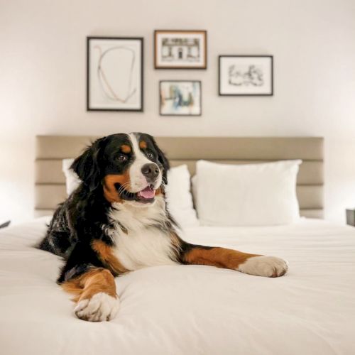 cute dog on bed